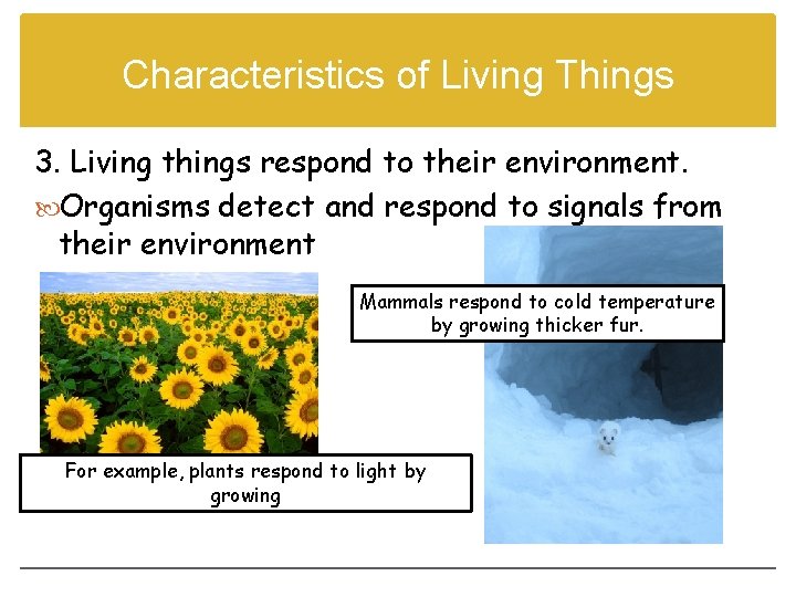 Characteristics of Living Things 3. Living things respond to their environment. Organisms detect and