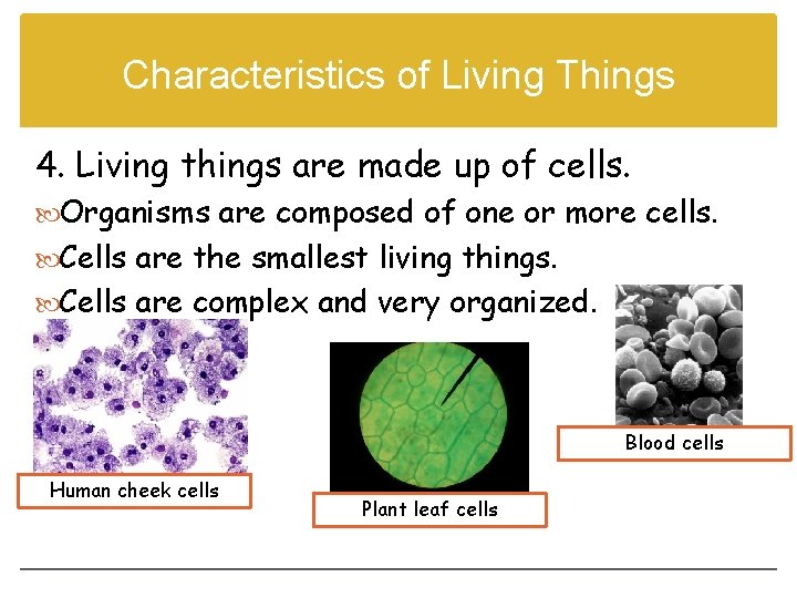 Characteristics of Living Things 4. Living things are made up of cells. Organisms are