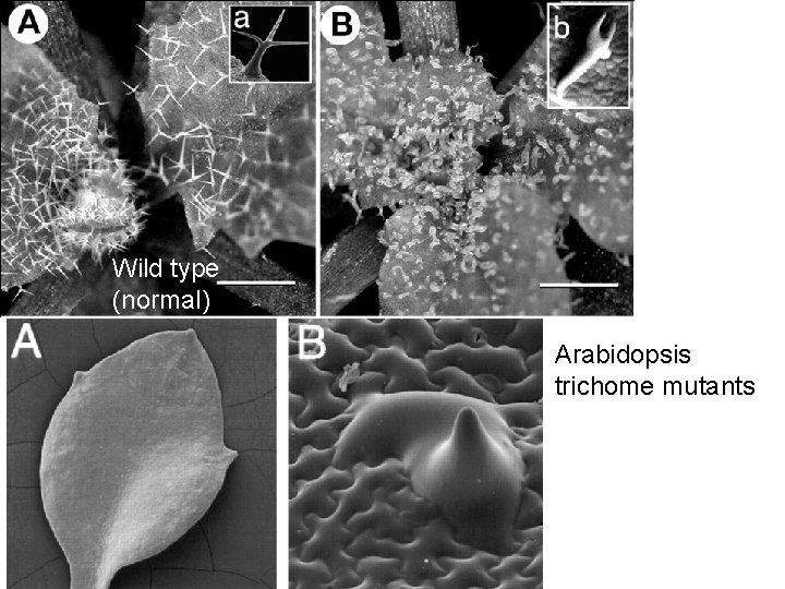 Wild type (normal) Arabidopsis trichome mutants 