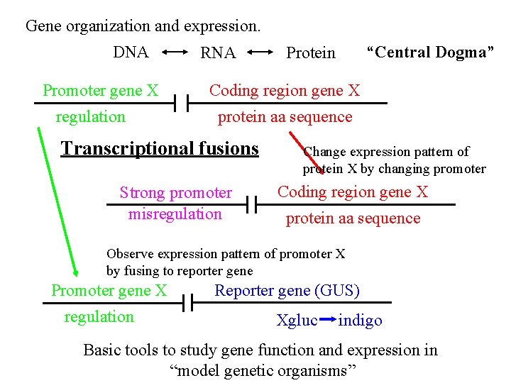 Gene organization and expression. DNA Promoter gene X regulation RNA “Central Dogma” Protein Coding