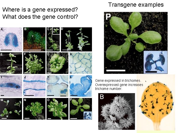 Where is a gene expressed? What does the gene control? Transgene examples Gene expressed