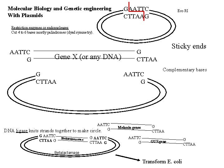 GAATTC CTTAAG Molecular Biology and Genetic engineering With Plasmids Eco RI Restriction enzymes or