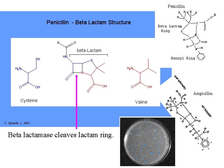 Penicillin Ampicillin Beta lactamase cleaves lactam ring. 