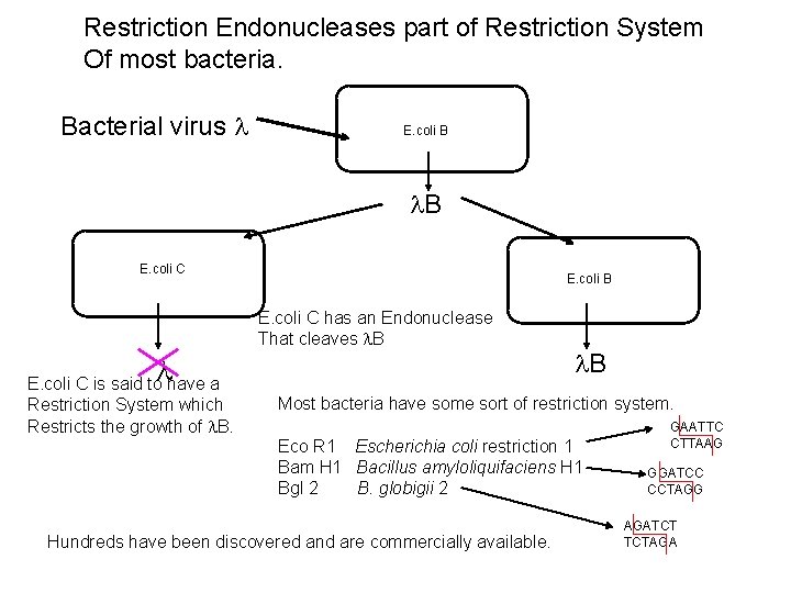 Restriction Endonucleases part of Restriction System Of most bacteria. Bacterial virus E. coli B