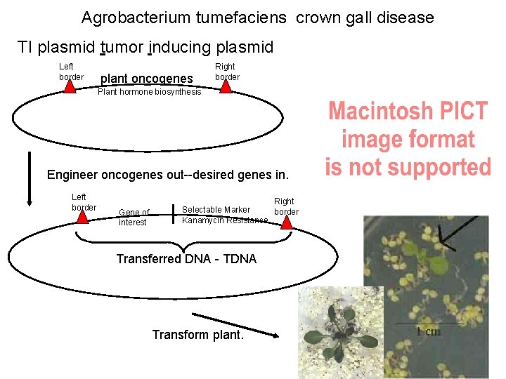 Agrobacterium tumefaciens crown gall disease TI plasmid tumor inducing plasmid Left border plant oncogenes
