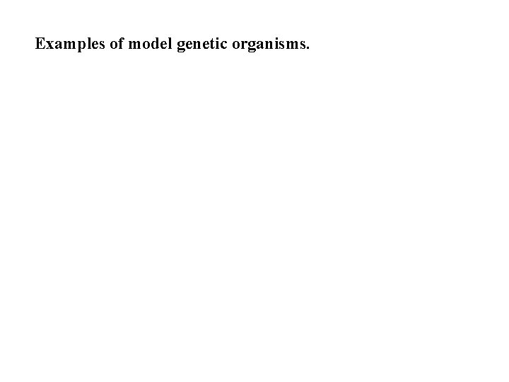 Examples of model genetic organisms. 