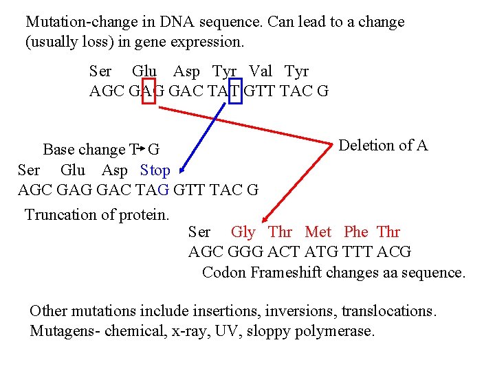 Mutation-change in DNA sequence. Can lead to a change (usually loss) in gene expression.