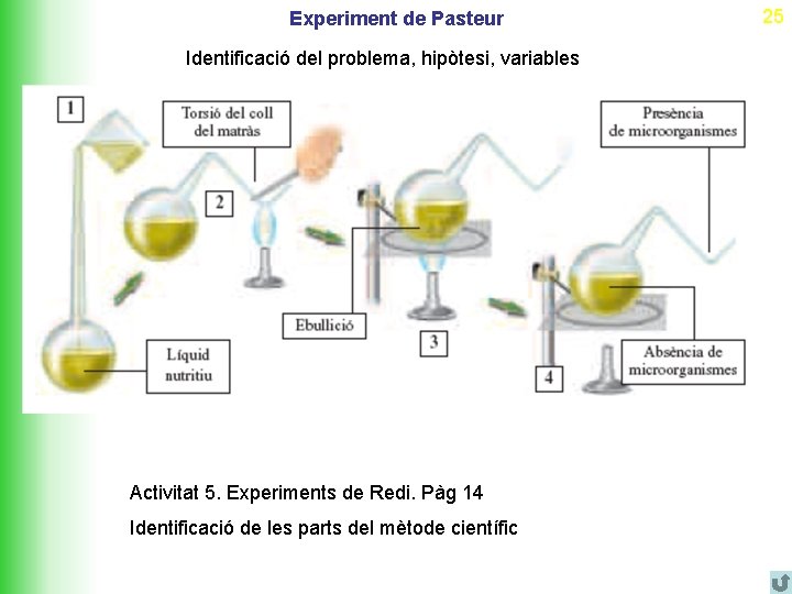 Experiment de Pasteur Identificació del problema, hipòtesi, variables Activitat 5. Experiments de Redi. Pàg