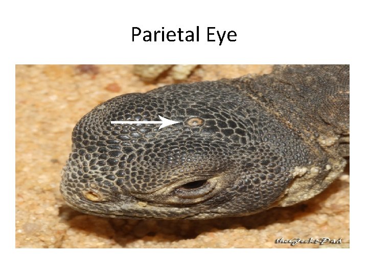 Parietal Eye 