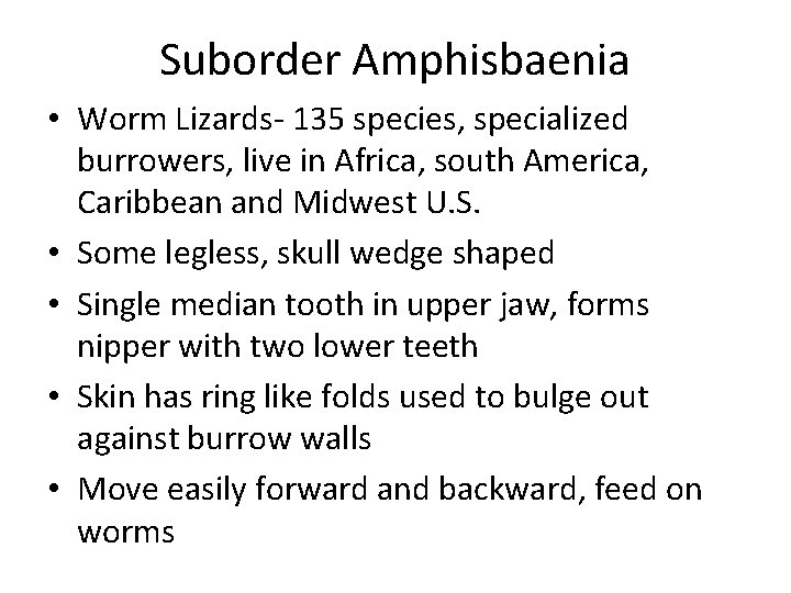 Suborder Amphisbaenia • Worm Lizards- 135 species, specialized burrowers, live in Africa, south America,