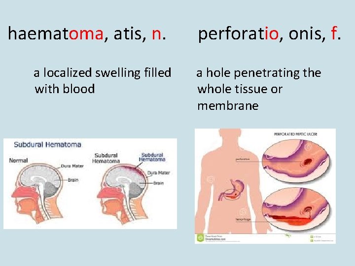 haematoma, atis, n. a localized swelling filled with blood perforatio, onis, f. a hole