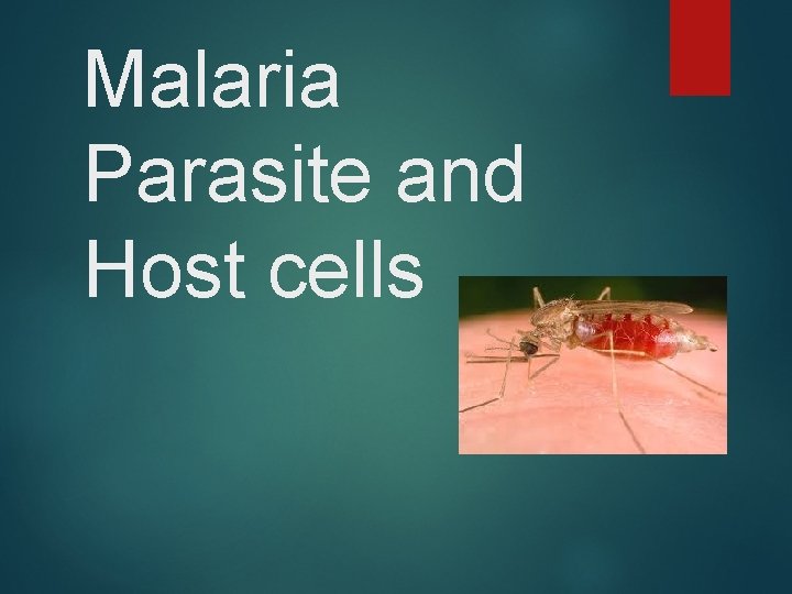 Malaria Parasite and Host cells 