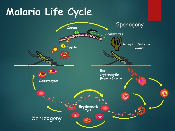 Malaria Life Cycle Sporogony Oocyst Sporozoites Mosquito Salivary Gland Zygote Exoerythrocytic (hepatic) cycle Gametocytes