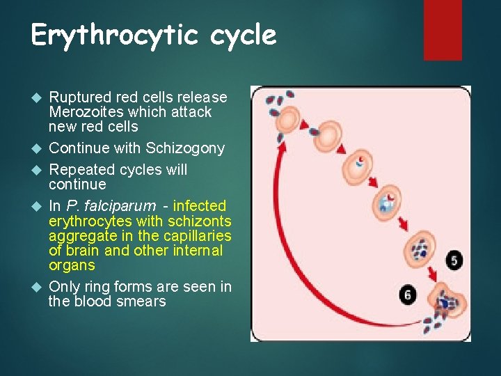 Erythrocytic cycle Ruptured cells release Merozoites which attack new red cells Continue with Schizogony