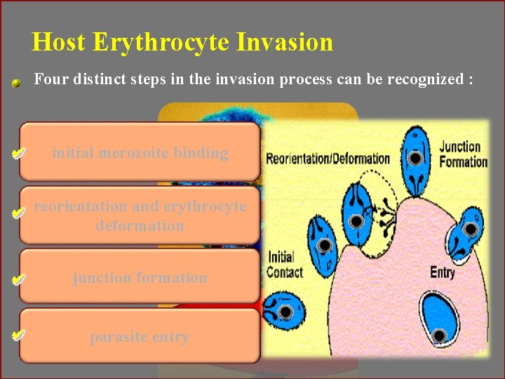 Host Erythrocyte Invasion Four distinct steps in the invasion process can be recognized :