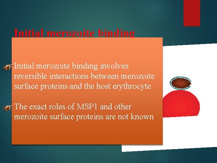 Initial merozoite binding involves reversible interactions between merozoite surface proteins and the host erythrocyte.