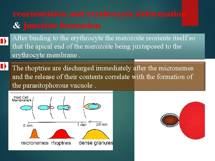 reorientation and erythrocyte deformation & junction formation After binding to the erythrocyte the merozoite