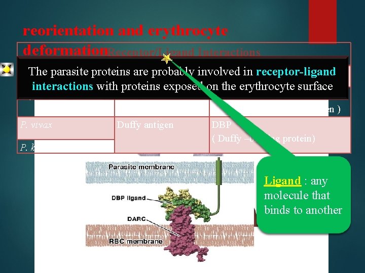 reorientation and erythrocyte deformation. Receptor/Ligand Interactions parasite proteins are probably in receptor-ligand Species Host