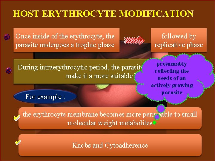 HOST ERYTHROCYTE MODIFICATION Once inside of the erythrocyte, the parasite undergoes a trophic phase