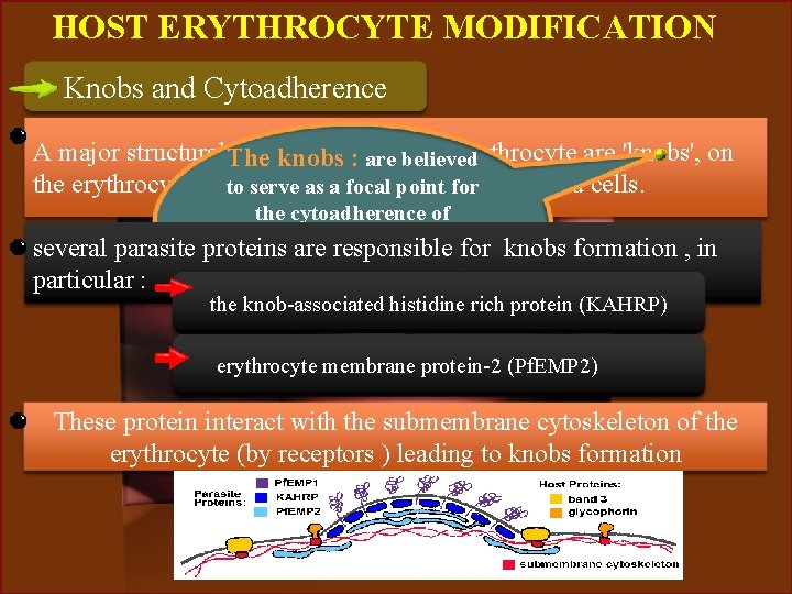 HOST ERYTHROCYTE MODIFICATION Knobs and Cytoadherence A major structural. The alteration the believed host