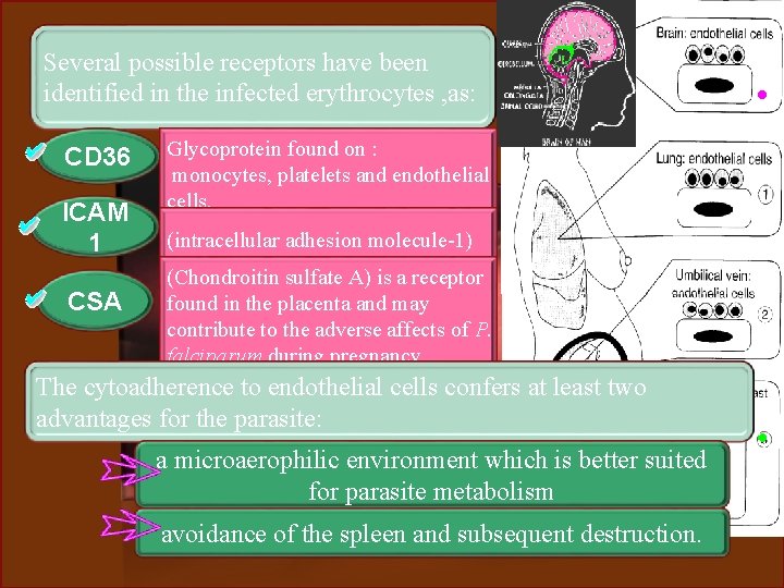 Several possible receptors have been identified in the infected erythrocytes , as: CD 36