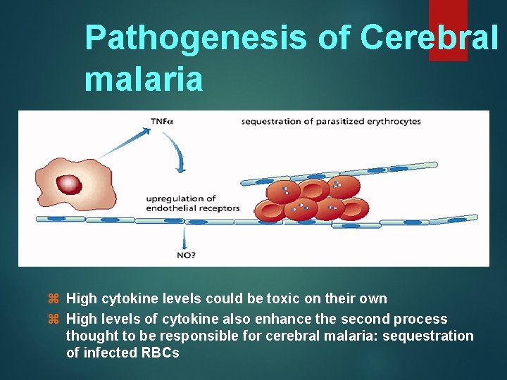 Pathogenesis of Cerebral malaria z High cytokine levels could be toxic on their own