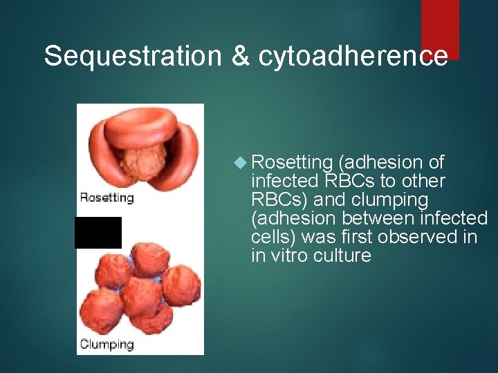 Sequestration & cytoadherence Rosetting (adhesion of infected RBCs to other RBCs) and clumping (adhesion