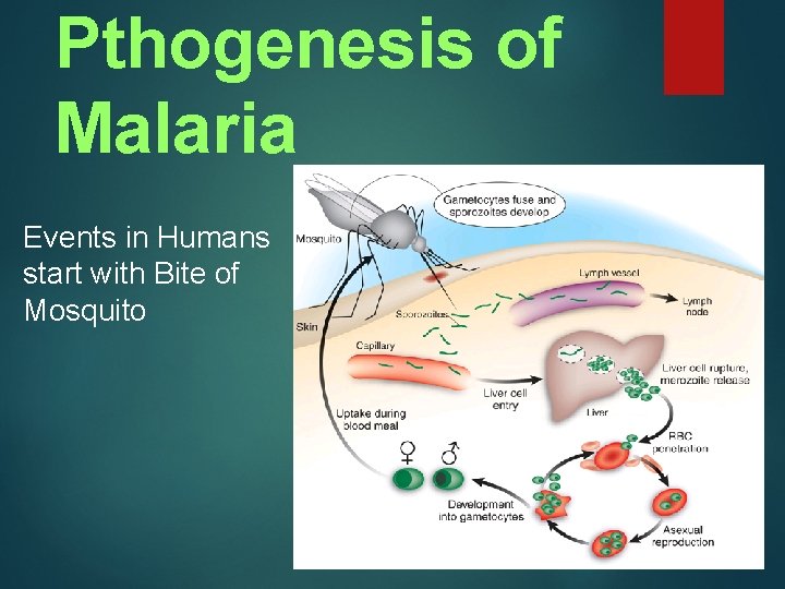 Pthogenesis of Malaria Events in Humans start with Bite of Mosquito 