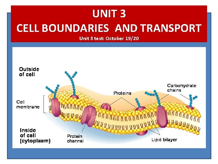 UNIT 3 CELL BOUNDARIES AND TRANSPORT Unit 3 test: October 19/20 