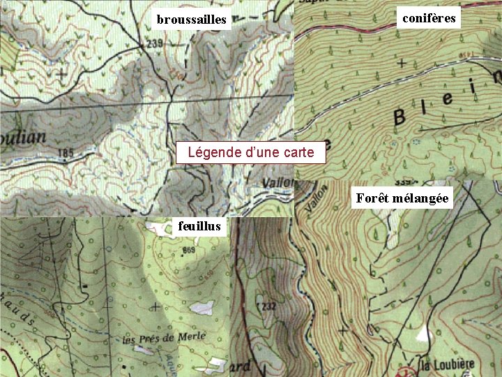 broussailles conifères Légende d’une carte Forêt mélangée feuillus 