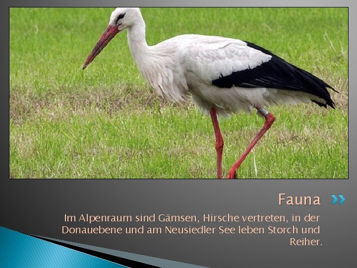 Fauna Im Alpenraum sind Gämsen, Hirsche vertreten, in der Donauebene und am Neusiedler See