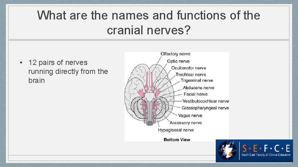 What are the names and functions of the cranial nerves? • 12 pairs of