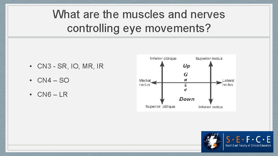 What are the muscles and nerves controlling eye movements? • CN 3 - SR,