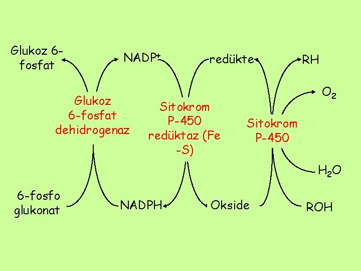 Glukoz 6 fosfat NADP+ Glukoz 6 -fosfat dehidrogenaz redükte Sitokrom P-450 redüktaz (Fe -S)