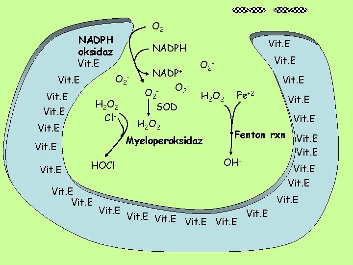 O 2 NADPH oksidaz Vit. E O 2 - Vit. E H 2 O