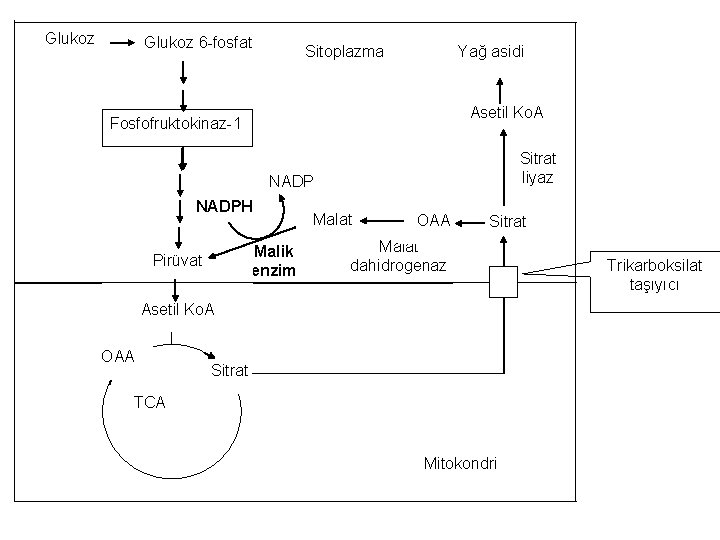 Glukoz 6 -fosfat Sitoplazma Yağ asidi Asetil Ko. A Fosfofruktokinaz-1 Sitrat liyaz NADPH Malik