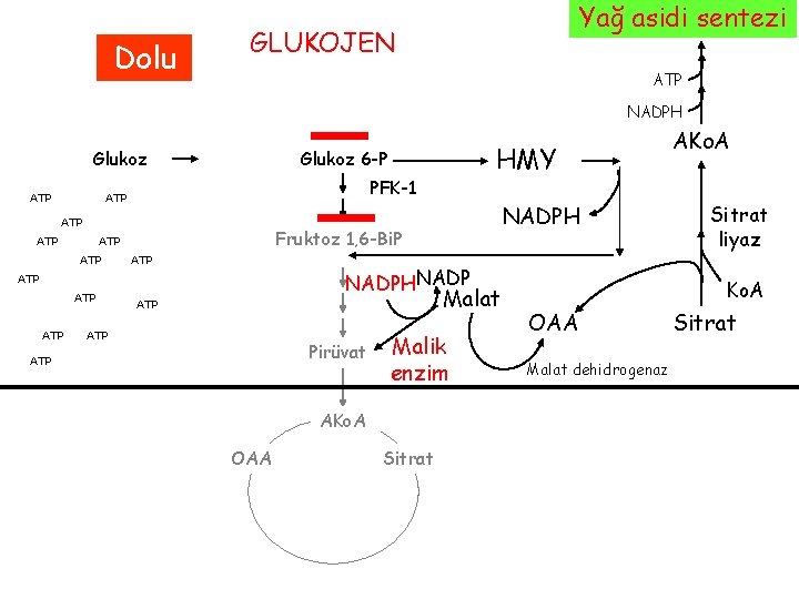 Dolu Yağ asidi sentezi GLUKOJEN ATP NADPH Glukoz ATP PFK-1 ATP ATP NADPHNADP ATP