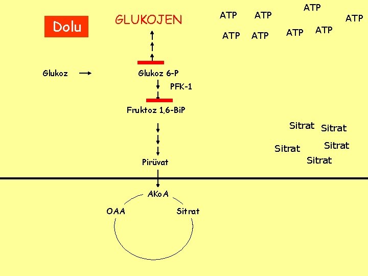 Dolu GLUKOJEN ATP Glukoz ATP ATP ATP Glukoz 6 -P PFK-1 Fruktoz 1, 6