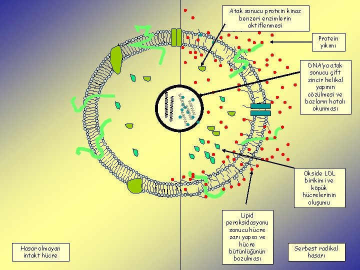 Atak sonucu protein kinaz benzeri enzimlerin aktiflenmesi Protein yıkımı DNA’ya atak sonucu çift zincir