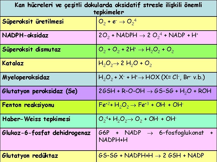 Kan hücreleri ve çeşitli dokularda oksidatif stresle ilişkili önemli tepkimeler Süperoksit üretilmesi O 2