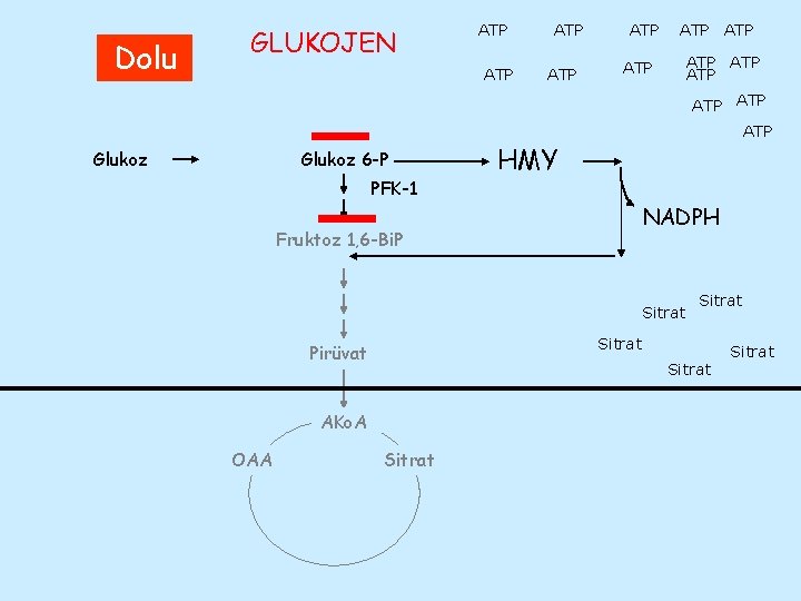 Dolu GLUKOJEN ATP ATP ATP ATP Glukoz 6 -P PFK-1 ATP HMY NADPH Fruktoz