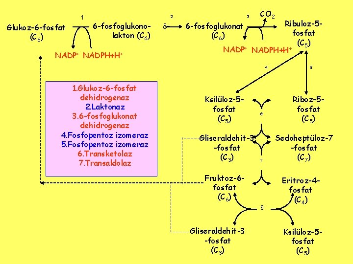 1 Glukoz-6 -fosfat (C 6) 2 6 -fosfoglukonolakton (C 6) NADP+ NADPH+H+ - 3