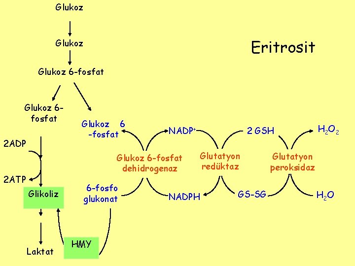 Glukoz Eritrosit Glukoz 6 -fosfat Glukoz 6 fosfat 2 ADP Glukoz 6 -fosfat NADP+