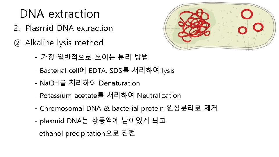 DNA extraction 2. Plasmid DNA extraction ② Alkaline lysis method - 가장 일반적으로 쓰이는