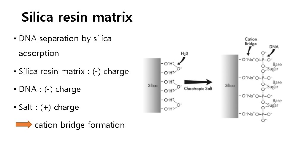 Silica resin matrix • DNA separation by silica adsorption • Silica resin matrix :