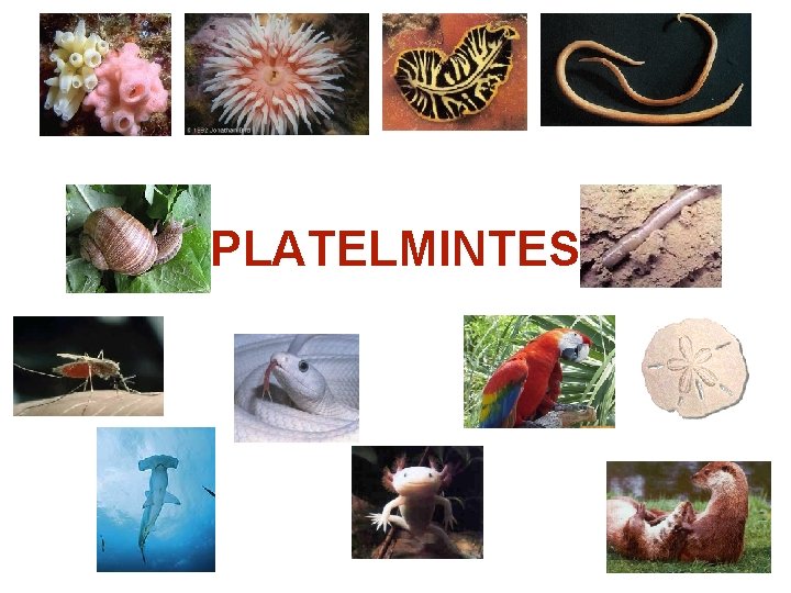 PLATELMINTES 