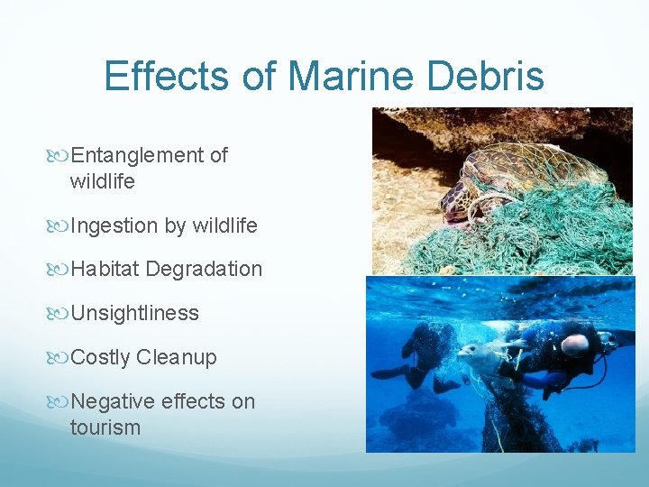 Effects of Marine Debris Entanglement of wildlife Ingestion by wildlife Habitat Degradation Unsightliness Costly