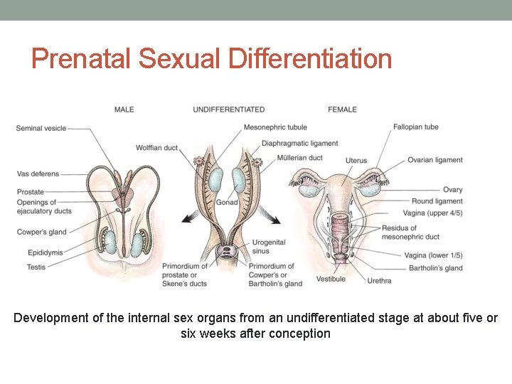 Prenatal Sexual Differentiation Development of the internal sex organs from an undifferentiated stage at