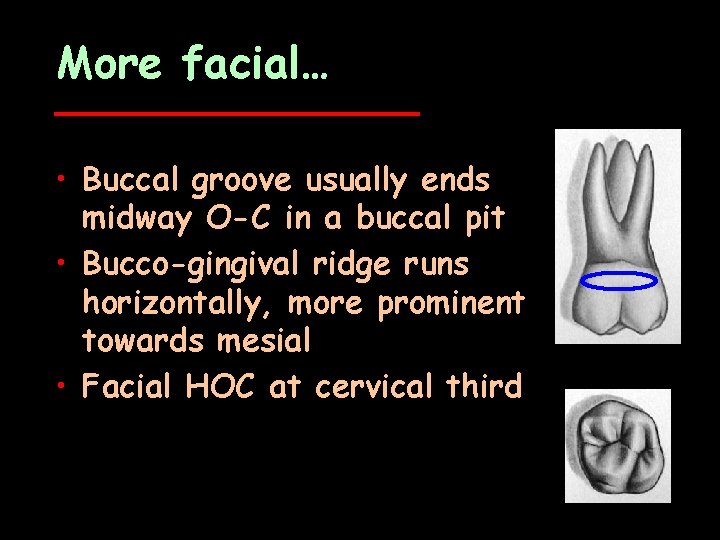 More facial… • Buccal groove usually ends midway O-C in a buccal pit •