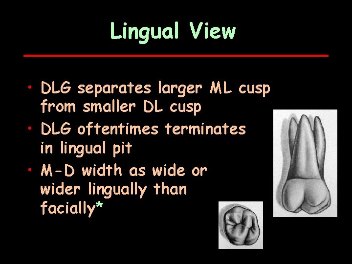 Lingual View • DLG separates larger ML cusp from smaller DL cusp • DLG